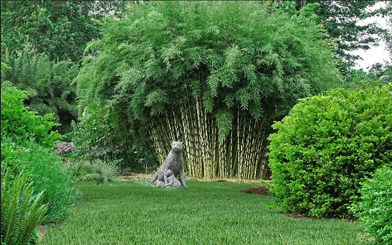Robust Bamboo - Fargesia Robusta - 1 Gallon Pot 6 Robust Bamboo - Fargesia Robusta - 1 Gallon Pot - Image 4
