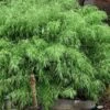 Sunset Glow Clumping Bamboo (Fargesia Rufa) - 3 Gallon Pot -Plant Shop fargesia rufa sunset glow clumping bamboo 8