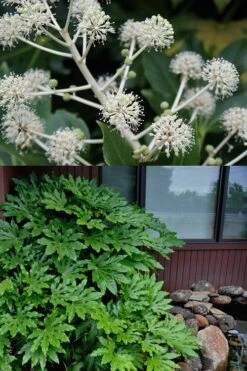 Fatsia Japonica - Japanese Aralia - Glossy Paper Plant - 5 Gallon Pot -Plant Shop fatsia Japanese Aralia 2 500x750 1