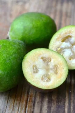 Bambina Dwarf Pineapple Guava (Feijoa Sellowiana ' Tharfiona') - 3 Gallon Pot -Plant Shop feijoa sellowiana tharfiona bambina pineapple guava 5