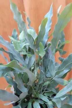 Blue Star Fern - 1 Gallon Pot 11 Blue Star Fern - 1 Gallon Pot -Plant Shop fern blue star 500x750 1