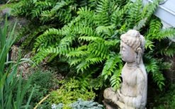 Japanese Holly Fern - Cyrtomium Falcatum 'Rochfordianum' - 2.5 Quart Pot 13 Japanese Holly Fern - Cyrtomium Falcatum 'Rochfordianum' - 2.5 Quart Pot -Plant Shop fern20holly203