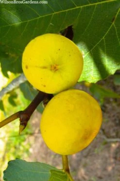 LSU Gold Fig Tree - 3 Gallon Pot -Plant Shop ficus carica lsu gold fig tree 1