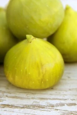 LSU Gold Fig Tree - 3 Gallon Pot -Plant Shop ficus carica lsu gold fig tree 2