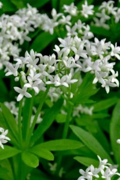 Sweet Woodruff (Galium Odoratum) - 5 Pack Of Quart Pots -Plant Shop galium odoratum sweet woodruff 3