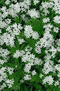 Sweet Woodruff (Galium Odoratum) - 5 Pack Of Quart Pots -Plant Shop galium odoratum sweet woodruff 5