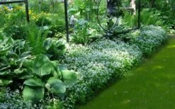 Sweet Woodruff (Galium Odoratum) - 5 Pack Of Quart Pots -Plant Shop galium odoratum sweet woodruff 6