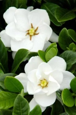 Buttons Gardenia - 1 Gallon Pot -Plant Shop gardenia buttons 1 1