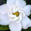Buttons Gardenia - 3 Gallon Pot -Plant Shop gardenia buttons 2