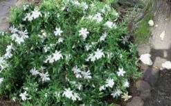 Frost Proof Gardenia - 3 Gallon Pot -Plant Shop gardenia frost proof 50