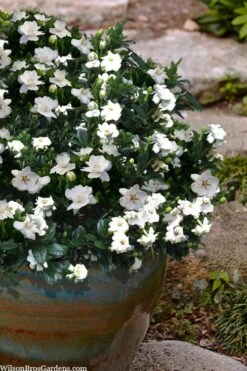 Buttons Gardenia - 3 Gallon Pot -Plant Shop gardenia jasminoides buttons 10