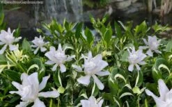 Crescent Moon Dwarf Gardenia - 1 Gallon Pot -Plant Shop gardenia jasminoides crescent moon dwarf creeping 2