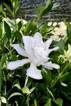 Crescent Moon Dwarf Gardenia - 6 Pack Of 1 Gallon Pots -Plant Shop gardenia jasminoides crescent moon dwarf creeping 6 1