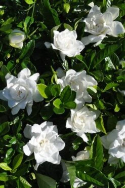 Snow Puff Hardy Gardenia - 1 Gallon Pot -Plant Shop gardenia jasminoides snow puff 2