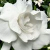 Snow Puff Hardy Gardenia - 1 Gallon Pot -Plant Shop gardenia jasminoides snow puff 4