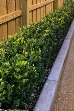 Summer Snow Gardenia - 3 Gallon Pot -Plant Shop gardenia jasminoides summer snow 11