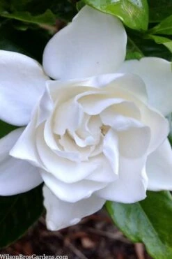 Summer Snow Gardenia - 3 Gallon Pot -Plant Shop gardenia jasminoides summer snow 3