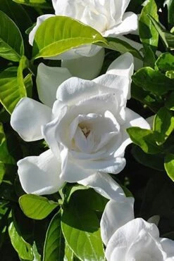 Summer Snow Gardenia - 3 Gallon Pot -Plant Shop gardenia jasminoides summer snow 4