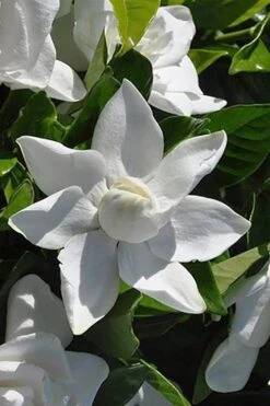 Summer Snow Gardenia - 3 Gallon Pot -Plant Shop gardenia jasminoides summer snow 5