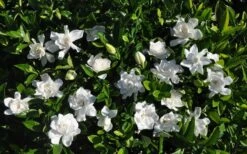 Summer Snow Gardenia - 3 Gallon Pot -Plant Shop gardenia jasminoides summer snow 9