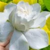 Gold Doubloon Gardenia - 1 Gallon Pot -Plant Shop gardenia ogon no hana gold doubloon 10 1