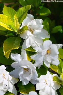 Gold Doubloon Gardenia - 3 Gallon Pot 10 Gold Doubloon Gardenia - 3 Gallon Pot -Plant Shop gardenia ogon no hana gold doubloon 3