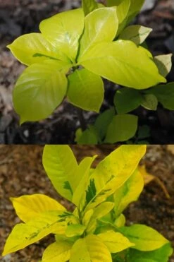 Gold Doubloon Gardenia - 1 Gallon Pot -Plant Shop gardenia ogon no hana gold doubloon 4 1