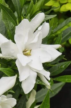 Radicans Creeping Dwarf Gardenia - 6 Pack Of 1 Gallon Pots 15 Radicans Creeping Dwarf Gardenia - 6 Pack Of 1 Gallon Pots -Plant Shop gardenia radicans 22