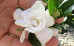 Jubilation Gardenia - 5 Gallon Pot -Plant Shop gardeniajubilation