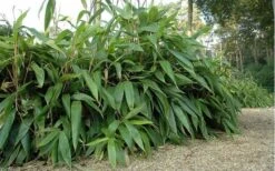 Giant Leaf Bamboo - Indocalamus Tessellatus - 3 Gallon Pot -Plant Shop giant leaf bamboo