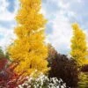Grindstone Columnar Ginkgo Tree (Male) - 3 Gallon Pot -Plant Shop ginkgo biloba grindstone 1
