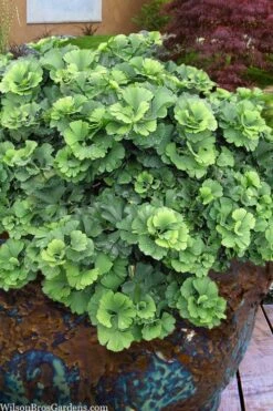 Troll Dwarf Ginkgo Tree - 2 Gallon Pot -Plant Shop ginkgo biloba troll dwarf maidenhair tree 1
