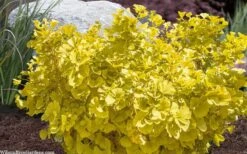 Troll Dwarf Ginkgo Tree - 2 Gallon Pot -Plant Shop ginkgo biloba troll dwarf maidenhair tree 4