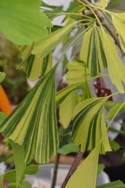 California Sunset Ginkgo Tree - 3 Gallon Pot (2-3') -Plant Shop ginkgo california sunset 4