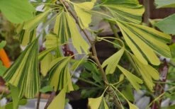 California Sunset Ginkgo Tree - 3 Gallon Pot (2-3') -Plant Shop ginkgo california sunset 5