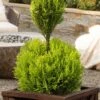 Goldcrest Monterey Lemon Cypress - 2-Ball Poodle Tier Topiary - 2 Gallon Pot 1 Goldcrest Monterey Lemon Cypress - 2-Ball Poodle Tier Topiary - 2 Gallon Pot -Plant Shop goldcrest monterey lemon cypress two ball poodle tier topiary 1