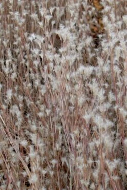 Black Mountain Bluestem Grass (Andropogon Ternarius) - 6 Pack Of 1 Gallon Pots -Plant Shop grass black mountain bluestem 500x750 1