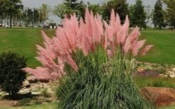 Pink Pampas Grass - 6 Pack Of 1 Gallon Pots -Plant Shop grass pink pampas landscapejpg
