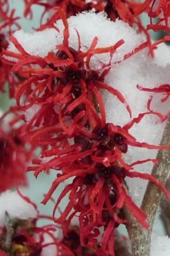 Diane Red Witch Hazel (Hamamelis X Intermedia) - 3 Gallon Pot -Plant Shop hamamelis intermedia diane witch hazel 11 1