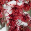 Diane Red Witch Hazel (Hamamelis X Intermedia) - 3 Gallon Pot -Plant Shop hamamelis intermedia diane witch hazel 12 1