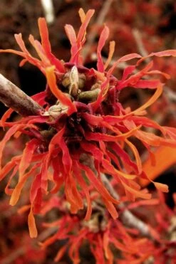 Diane Red Witch Hazel (Hamamelis X Intermedia) - 3 Gallon Pot -Plant Shop hamamelis intermedia diane witch hazel 2 1