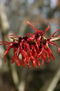 Diane Red Witch Hazel (Hamamelis X Intermedia) - 3 Gallon Pot -Plant Shop hamamelis intermedia diane witch hazel 4 1