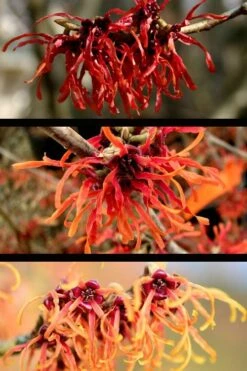 Diane Red Witch Hazel (Hamamelis X Intermedia) - 3 Gallon Pot -Plant Shop hamamelis intermedia diane witch hazel 5 1