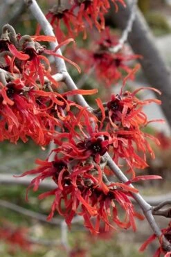 Diane Red Witch Hazel (Hamamelis X Intermedia) - 3 Gallon Pot -Plant Shop hamamelis intermedia diane witch hazel 6 1