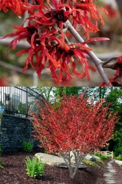 Diane Red Witch Hazel (Hamamelis X Intermedia) - 7 Gallon Pot -Plant Shop hamamelis intermedia diane witch hazel 8