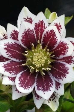 Winter Jewels 'Painted Doubles' Helleborus (Lenten Rose) - 1 Gallon Pot -Plant Shop helleborus painted doubles lenten rose 1