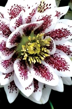 Winter Jewels 'Painted Doubles' Helleborus (Lenten Rose) - 1 Gallon Pot -Plant Shop helleborus painted doubles lenten rose 2