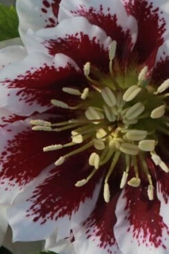 Winter Jewels 'Painted Doubles' Helleborus (Lenten Rose) - 1 Gallon Pot -Plant Shop helleborus painted doubles lenten rose 4