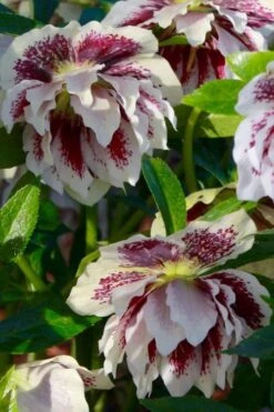 Winter Jewels 'Painted Doubles' Helleborus (Lenten Rose) - 1 Gallon Pot -Plant Shop helleborus painted doubles lenten rose 6