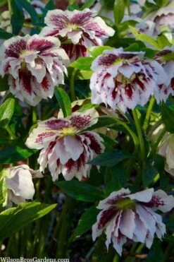 Winter Jewels 'Painted Doubles' Helleborus (Lenten Rose) - 1 Gallon Pot -Plant Shop helleborus painted doubles lenten rose 7
